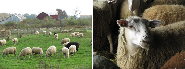 sippel family farm 